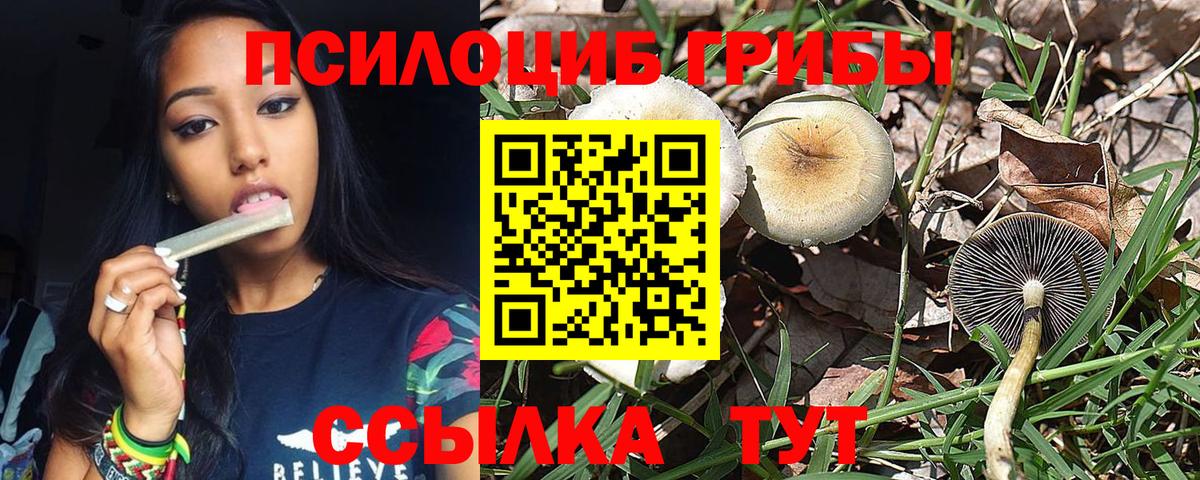 Урус-Мартан  Псилоцибиновые грибы Psilocybine cubensis  Вход с VPN 